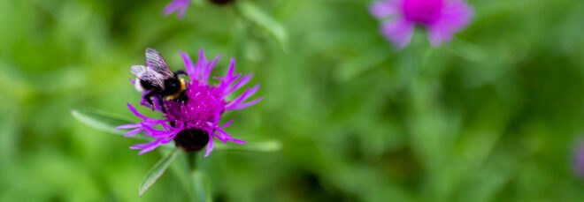 bumblebee on purple flower