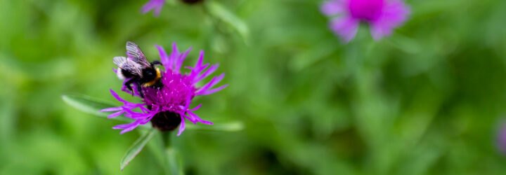 bumblebee on purple flower