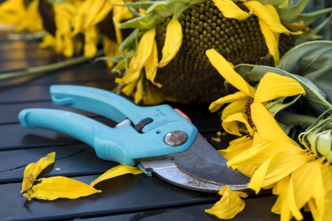 a pair of shears next to a sunflower