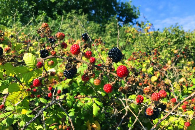 a blackberry bush with both ripe and unripened berries