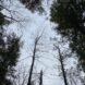 treetops against a gray sky