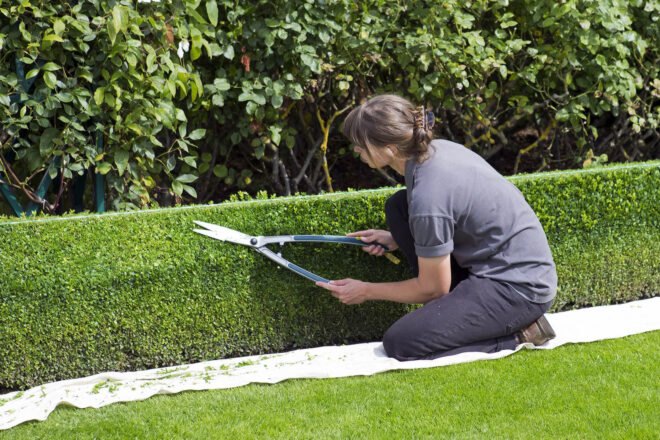 a person squatting next to some shrubs and using shears to prune them