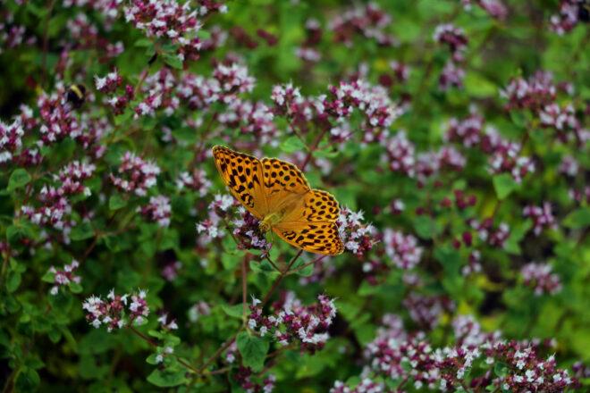 spotted orange butterfly on purple flowers