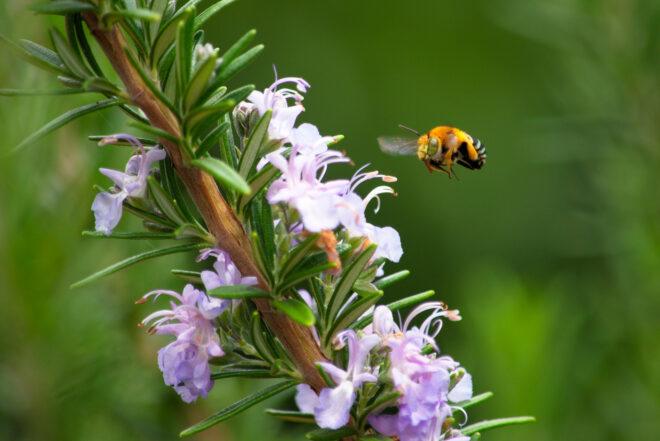bee flying toward lavender plant