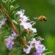 bee flying toward lavender plant