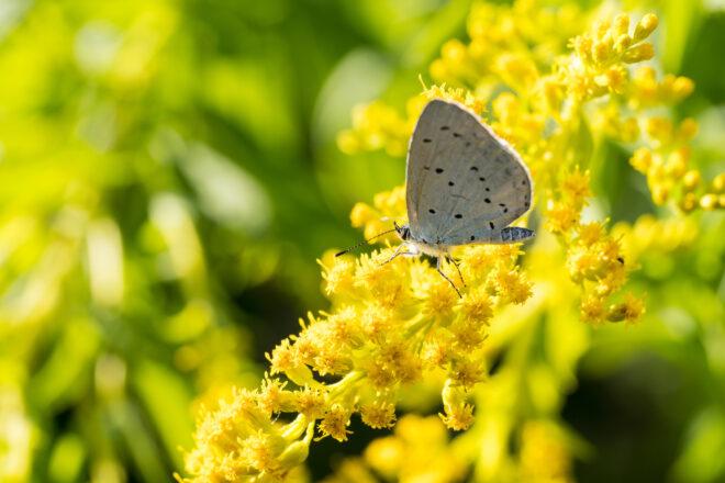 holly blue butterfly on goldenrod plant