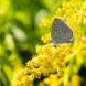 holly blue butterfly on goldenrod plant