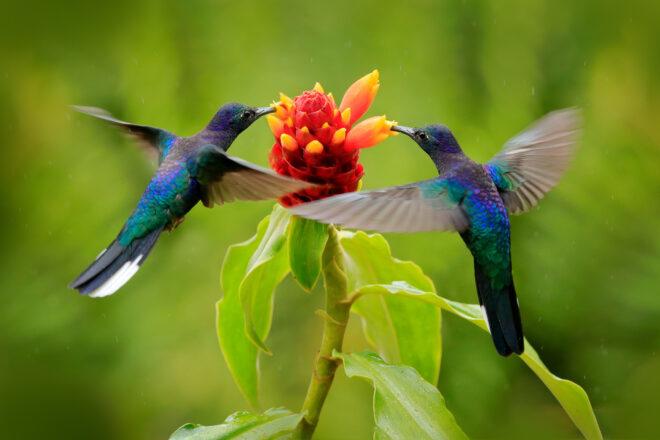 two hummingbirds getting nectar from red and orange plant