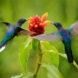 two hummingbirds getting nectar from red and orange plant