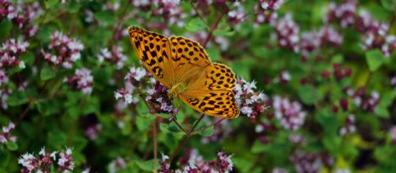 spotted orange butterfly on purple flowers