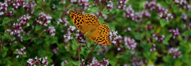 spotted orange butterfly on purple flowers