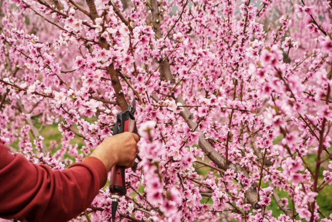 a pink-flowered tree with an arm holding shears