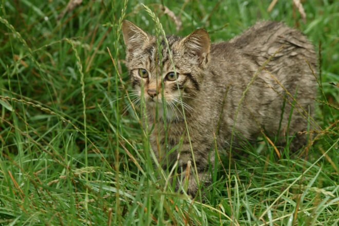 Scottish Wildcat in tall grasses