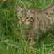 Scottish Wildcat in tall grasses