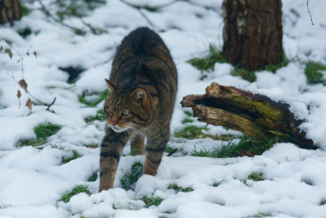 Scottish Wildcat hunting in snowy landscape