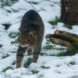 Scottish Wildcat hunting in snowy landscape