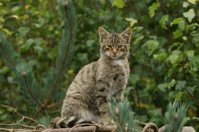 Scottish Wildcat sitting on a log