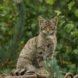 Scottish Wildcat sitting on a log