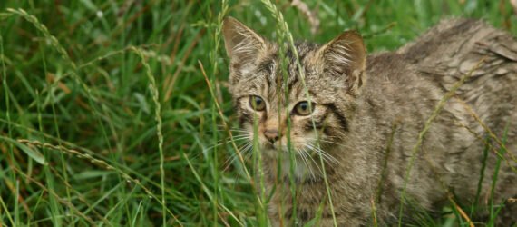 Scottish Wildcat in tall grasses