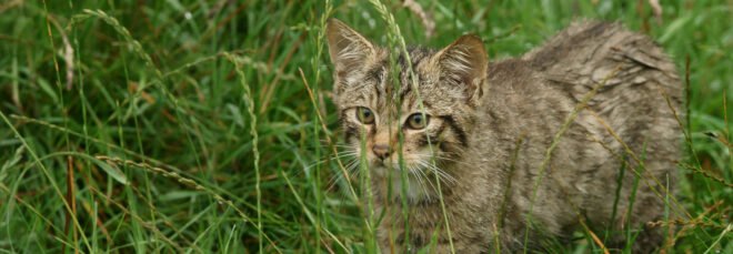 Scottish Wildcat in tall grasses
