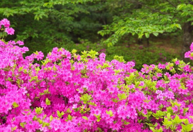 pink azalea flowers