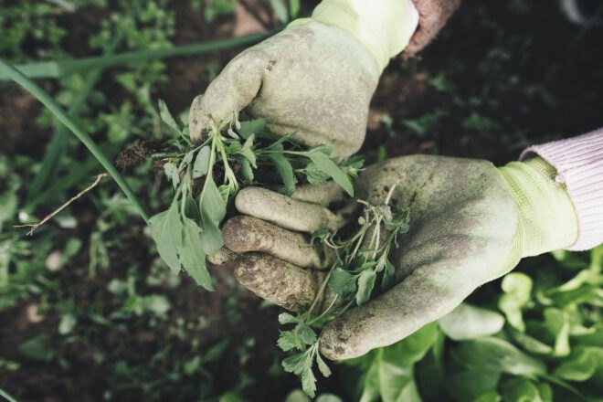 two hands in garden gloves holding weeds