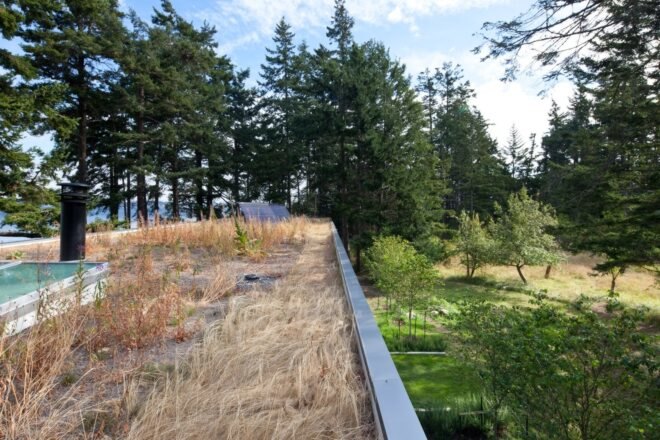 a large rooftop covered in tall brown grasses