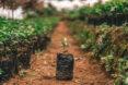 a single tree sapling sits in the middle of rows of plants