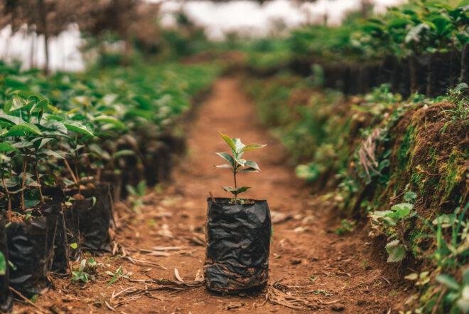 a single tree sapling sits in the middle of rows of plants