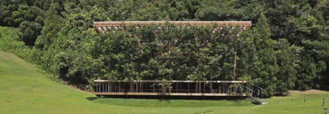 trees growing throw a garden arbor