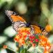 a monarch butterfly resting on an orange flowered plant