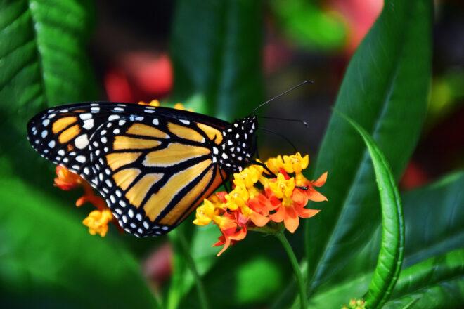 a monarch butterfly resting on an orange flowered plant with greenery in the background