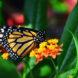 a monarch butterfly resting on an orange flowered plant with greenery in the background
