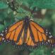 a monarch butterfly on a green-leafed plant