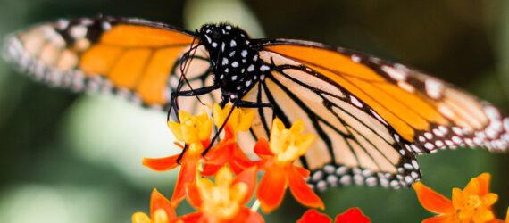 closeup of a monarch butterfly resting on an orange flowered plant