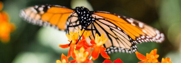 closeup of a monarch butterfly resting on an orange flowered plant