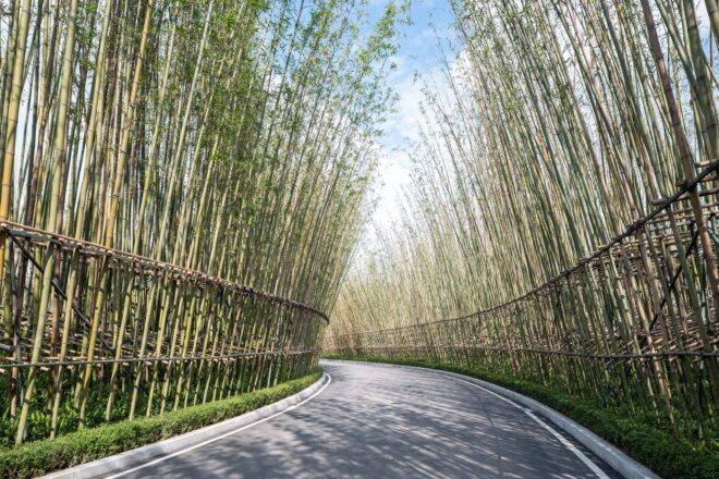 bamboo-lined walkway