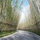 bamboo-lined walkway