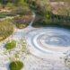 circular walking area near native plants