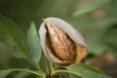 close-up of almond on a tree
