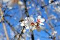 bee flying toward flowers on an almond tree
