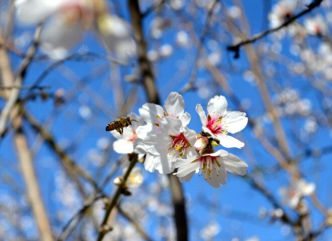 bee flying toward flowers on an almond tree