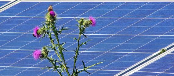 green and purple plant growing between solar panels