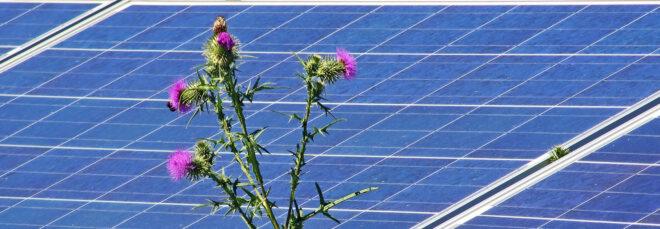 green and purple plant growing between solar panels