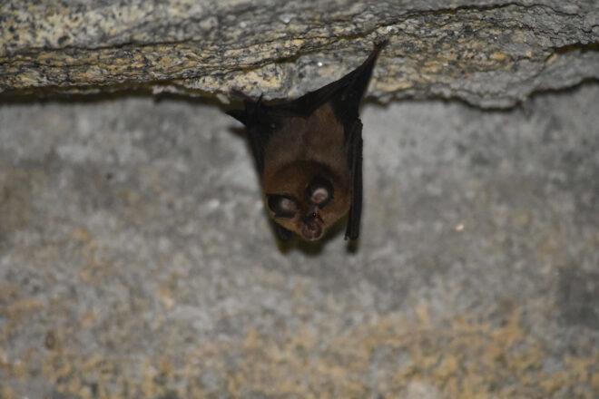 horseshoe bat hanging in a cave