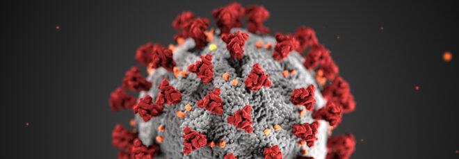 microscopic image of COVID-19 virus