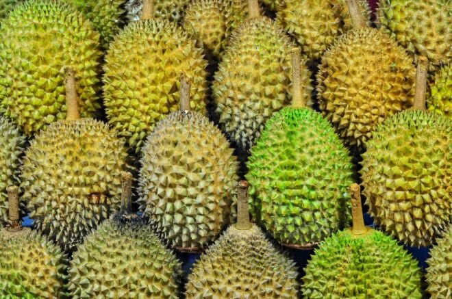 rows of durian fruits