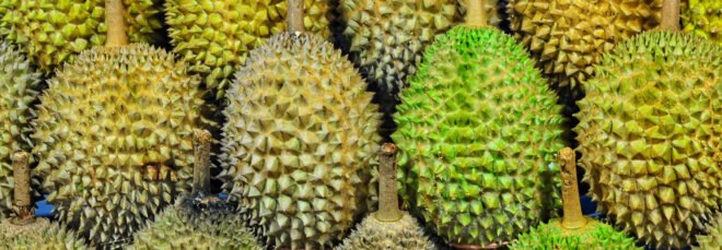 rows of durian fruits