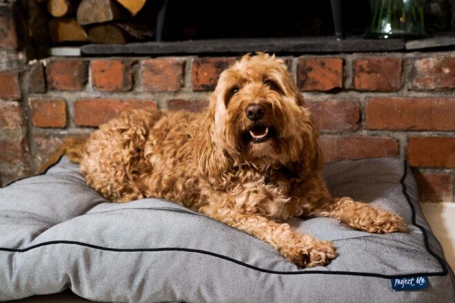 medium-sized dog on gray pet bed