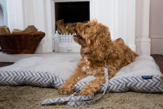 medium-sized dog in striped pet bed